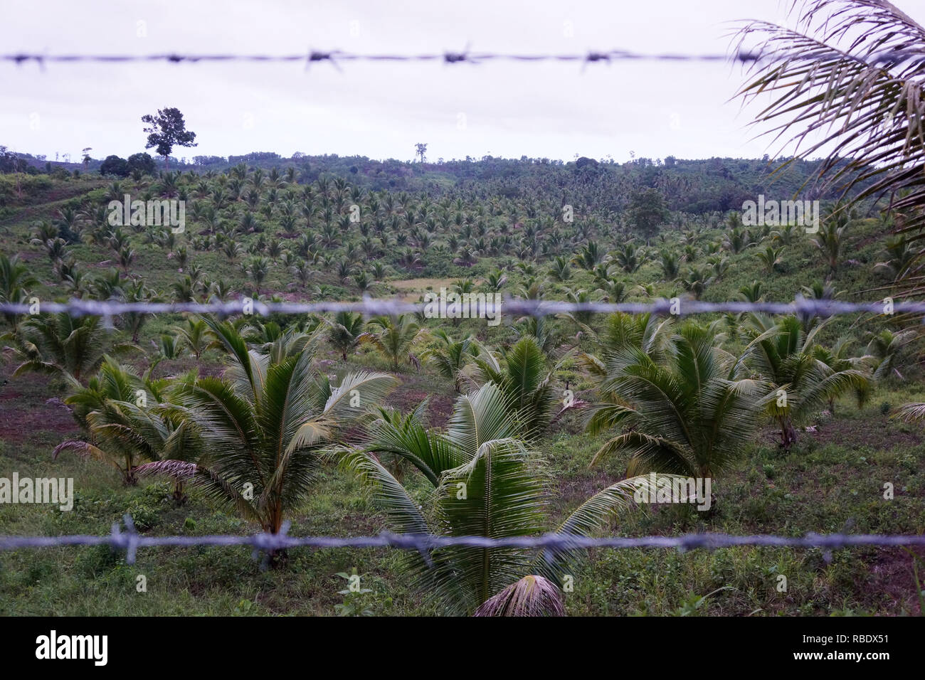 Tribali patrie ancestrali stanno scomparendo a scapito delle foreste e giungle di essere cancellati per fare il modo fro Olio di palma di piantagioni in molte regioni del mondo soprattutto in Asia SE regione. Per la generazione le comunità tribali hanno vissuto in armonia con le foreste - la loro patria - proteggere l'ambiente per le generazioni future ora il dominio della società per palm piantagioni di olio Foto Stock