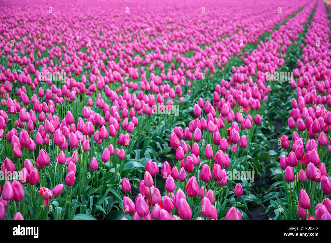 Righe di pretty pink tulipani che fiorisce in un campo in Mount Vernon, Skagit County, nello stato di Washington Foto Stock