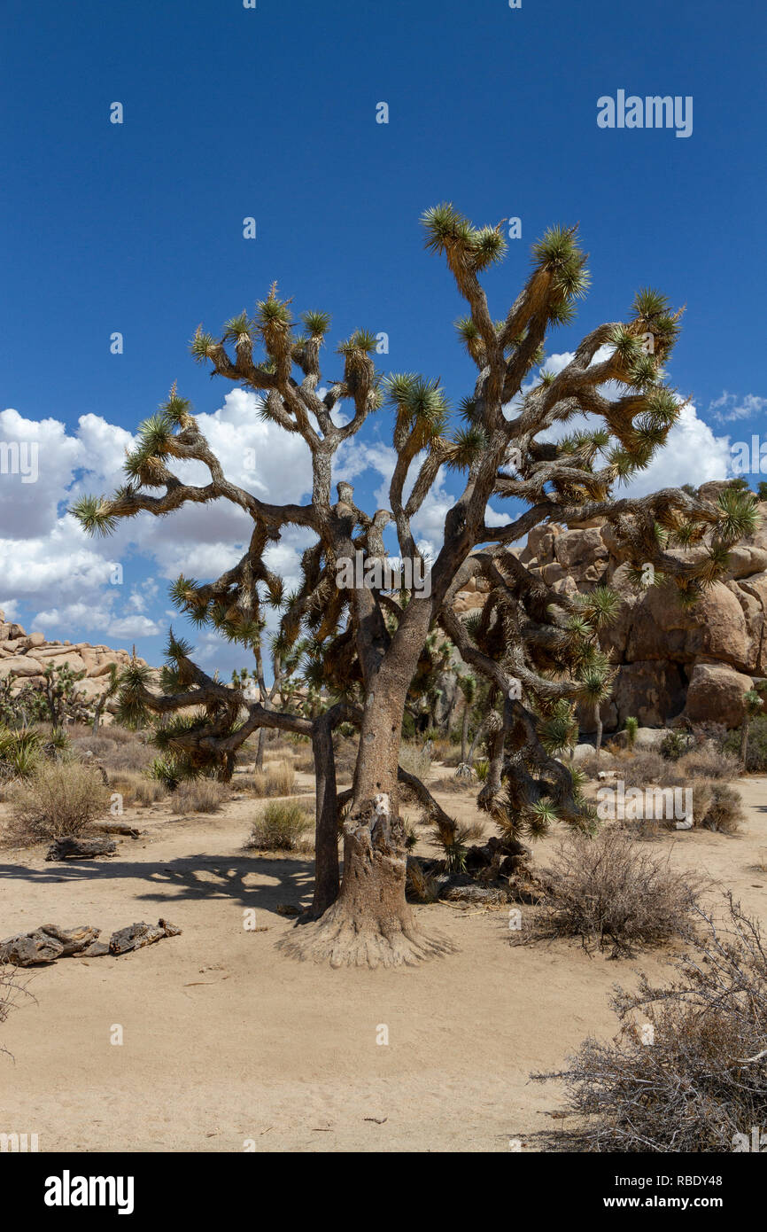 A Joshua tree (Yucca brevifolia) nella diga Barker area del Parco nazionale di Joshua Tree, California, Stati Uniti. Foto Stock