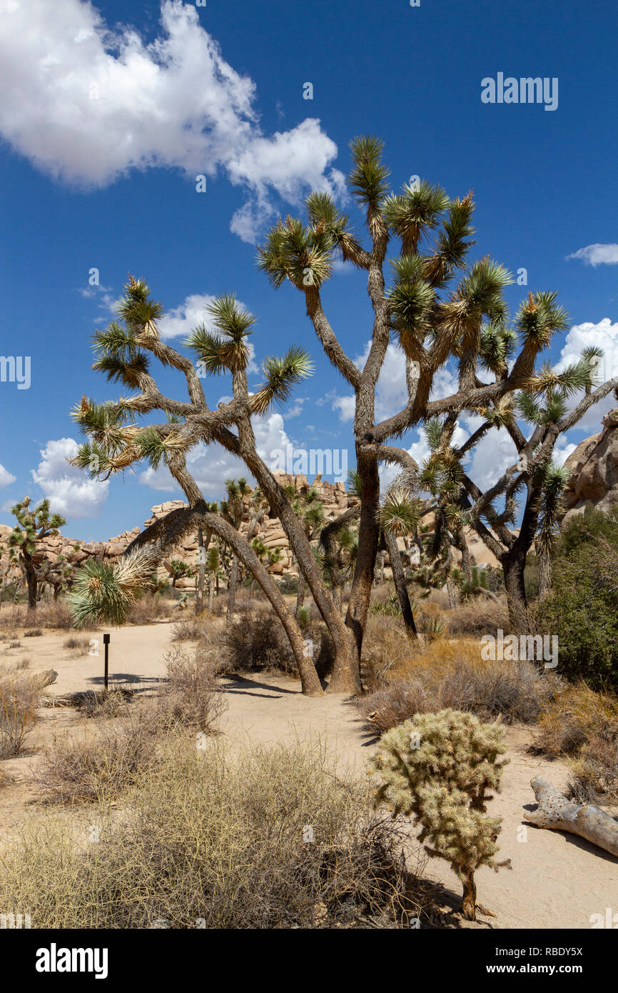 A Joshua tree (Yucca brevifolia) nella diga Barker area del Parco nazionale di Joshua Tree, California, Stati Uniti. Foto Stock