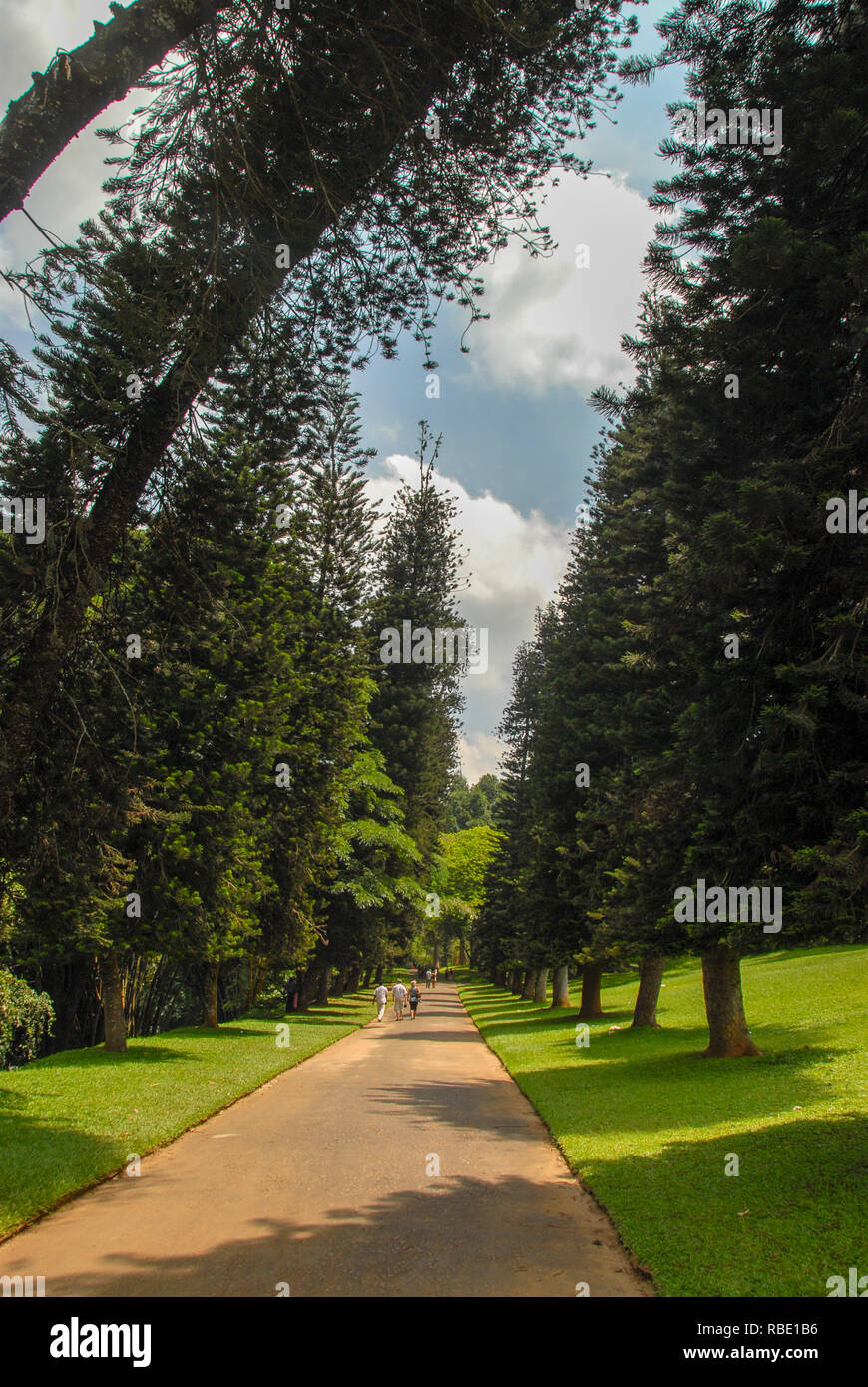 Alberi inclinati in Kandy giardino botanico Foto Stock