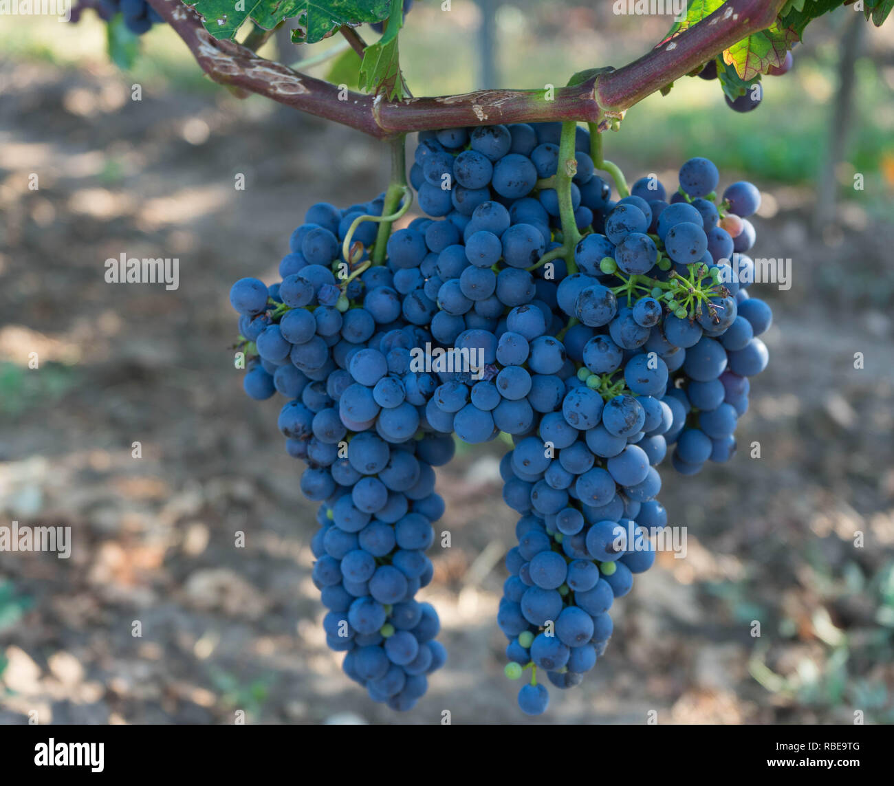 Blue uve maturano sui tralci in agosto, regione vitivinicola Westhofen, Rheinhessen, Germania Foto Stock