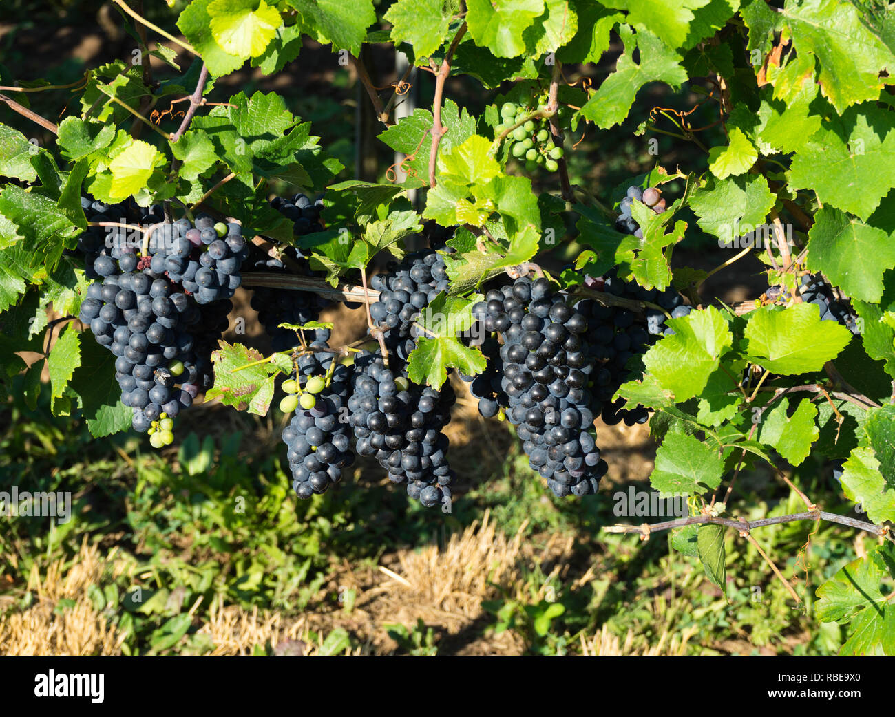 Blue uva sulla vite in estate in Rhinehesse Foto Stock