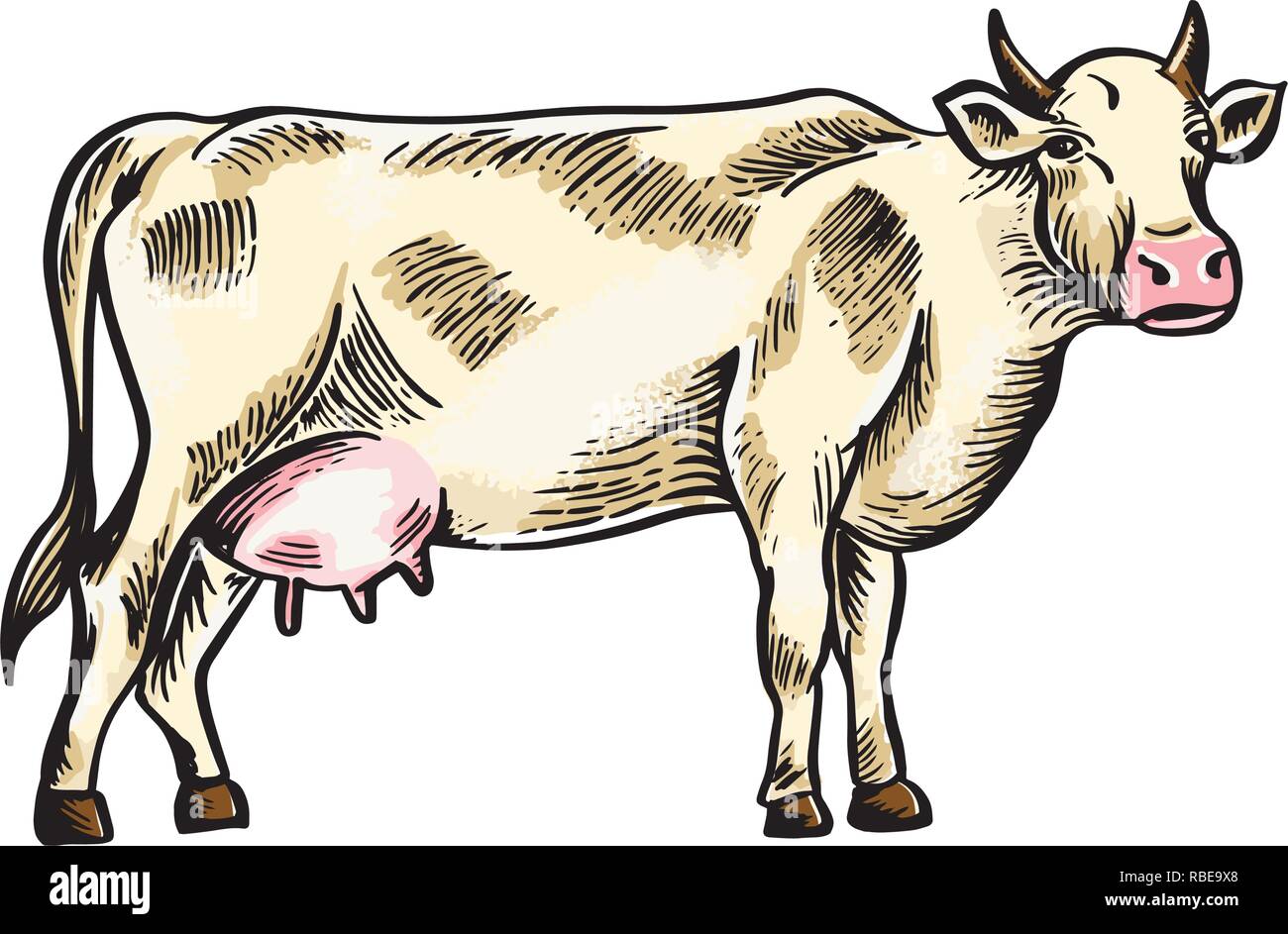 Schizzo di mucca disegnato a mano. Bestiame. I capi di bestiame. Il pascolo degli animali. Illustrazione Vettoriale come incisione. Illustrazione Vettoriale