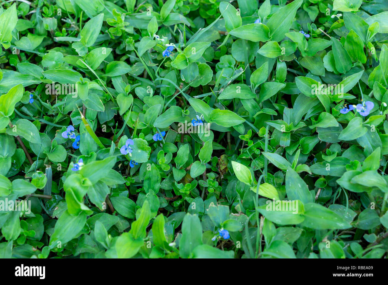 Comune (dayflower Commelina diffusa) - Topeekeegee Yugnee (TY) Park, Hollywood, Florida, Stati Uniti d'America Foto Stock