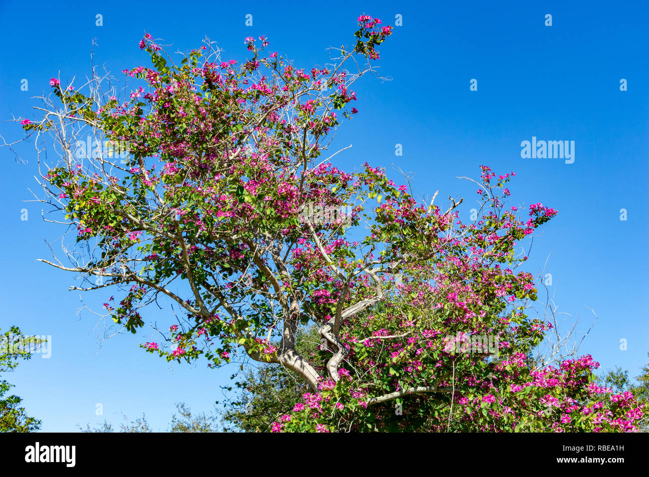 Hong Kong Orchid Tree (Bauhinia blakeana ×) - Topeekeegee Yugnee (TY) Park, Hollywood, Florida, Stati Uniti d'America Foto Stock