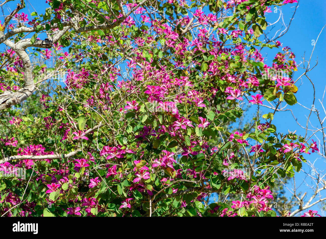 Hong Kong Orchid Tree (Bauhinia blakeana ×) - Topeekeegee Yugnee (TY) Park, Hollywood, Florida, Stati Uniti d'America Foto Stock