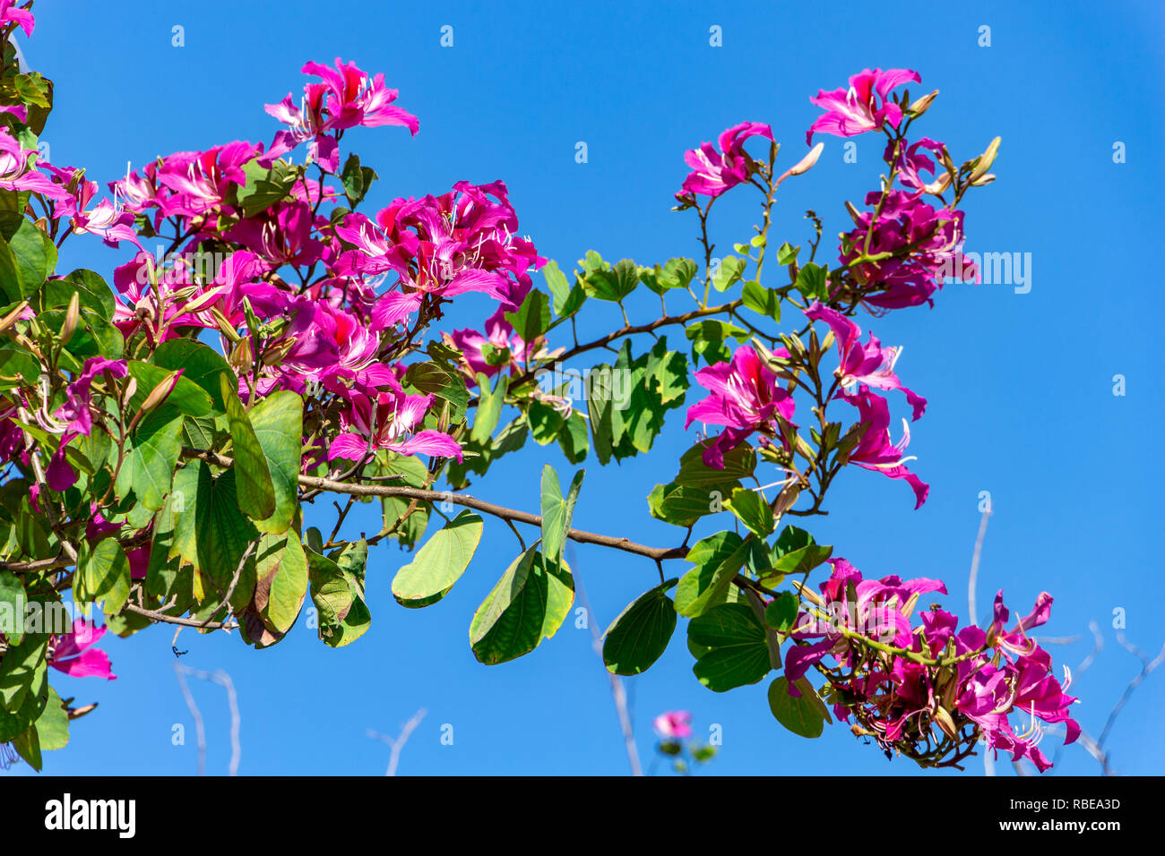 Hong Kong Orchid Tree (Bauhinia blakeana ×) - Topeekeegee Yugnee (TY) Park, Hollywood, Florida, Stati Uniti d'America Foto Stock