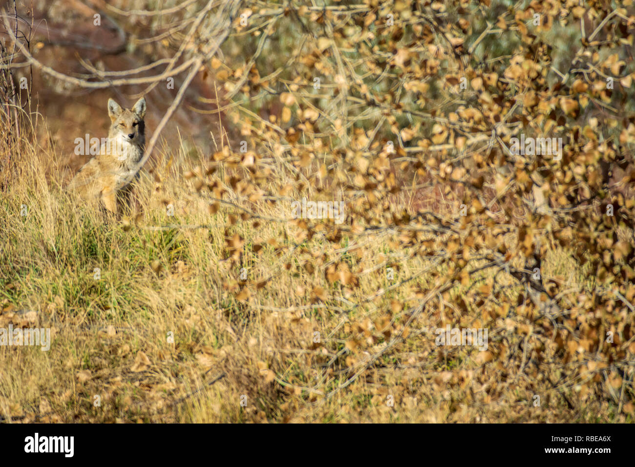 Coyote giovani (Canis latrans) alla ricerca di cibo, si ferma al fotografo di studio in autunno, Castle Rock Colorado US. Foto Stock