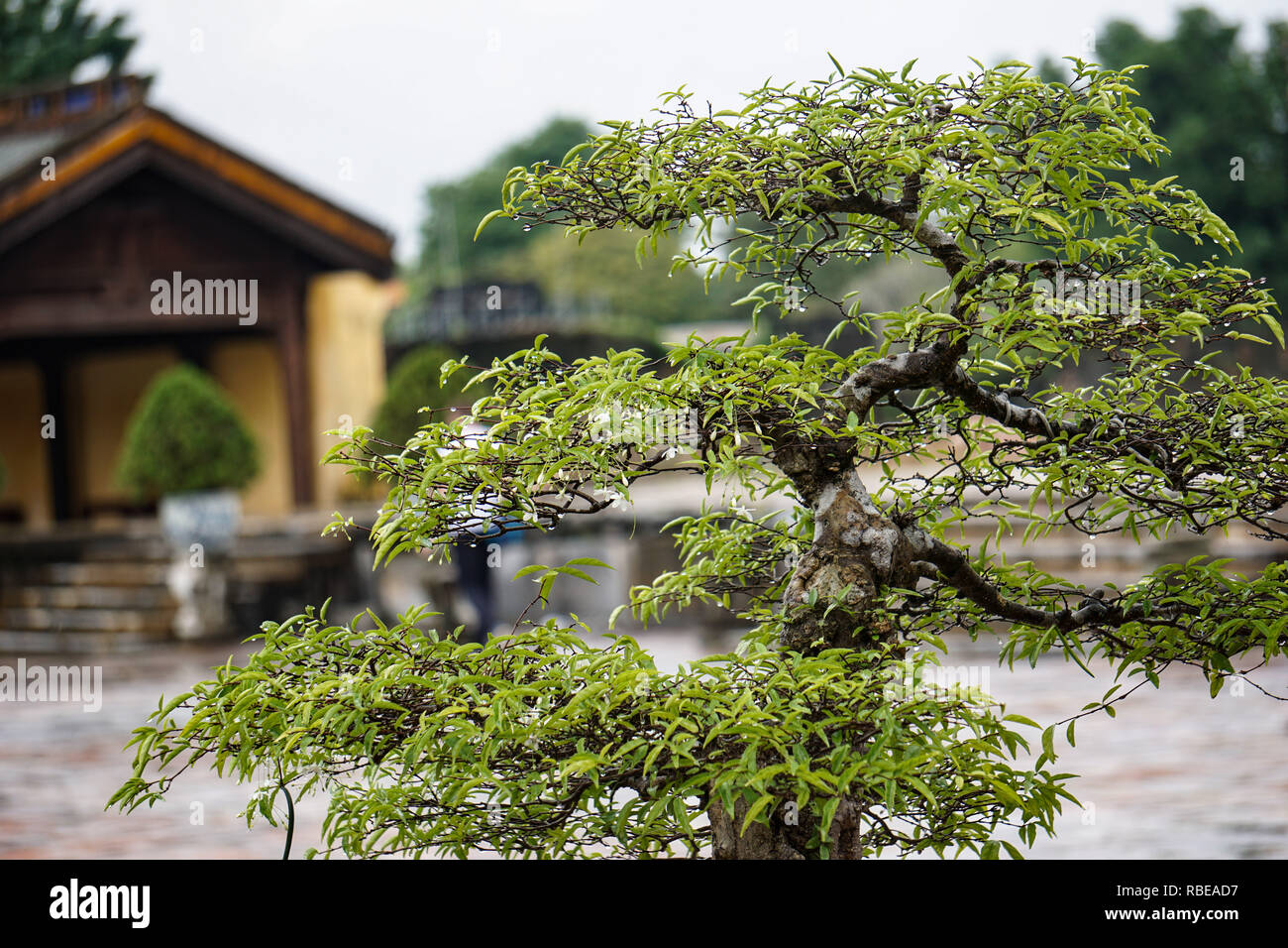 Albero di Bonsai nel tempio vietnamita Foto Stock