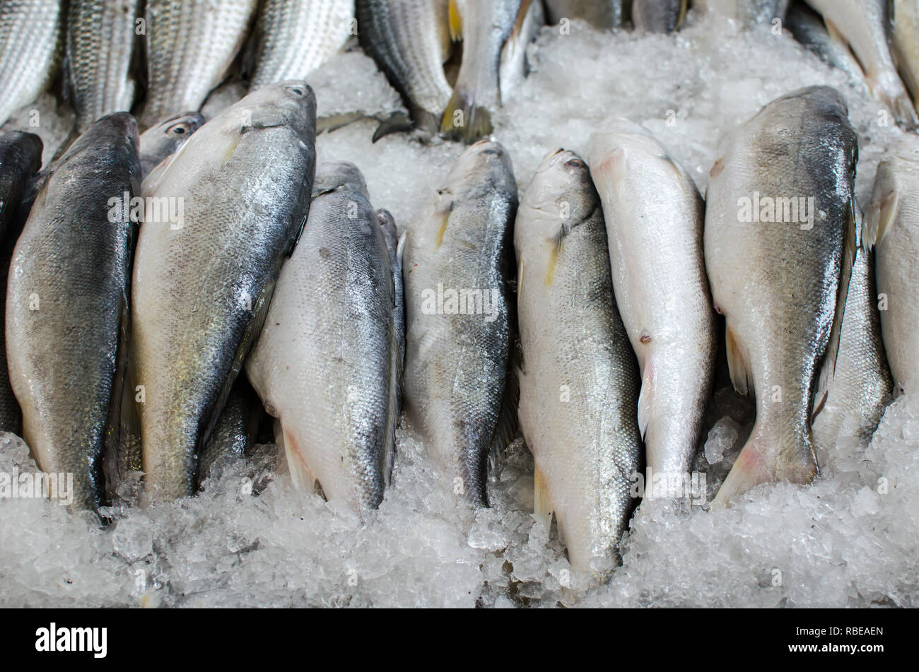 Pesce fresco in vendita presso la Città di Panama Mercato di frutti di mare Foto Stock