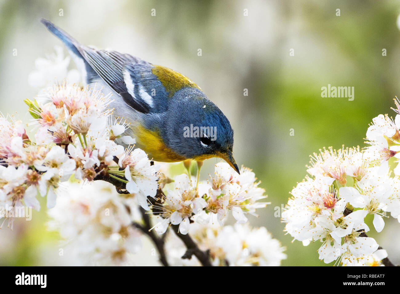 Parula settentrionale trillo rovistando in primavera la fioritura beach prugna Foto Stock