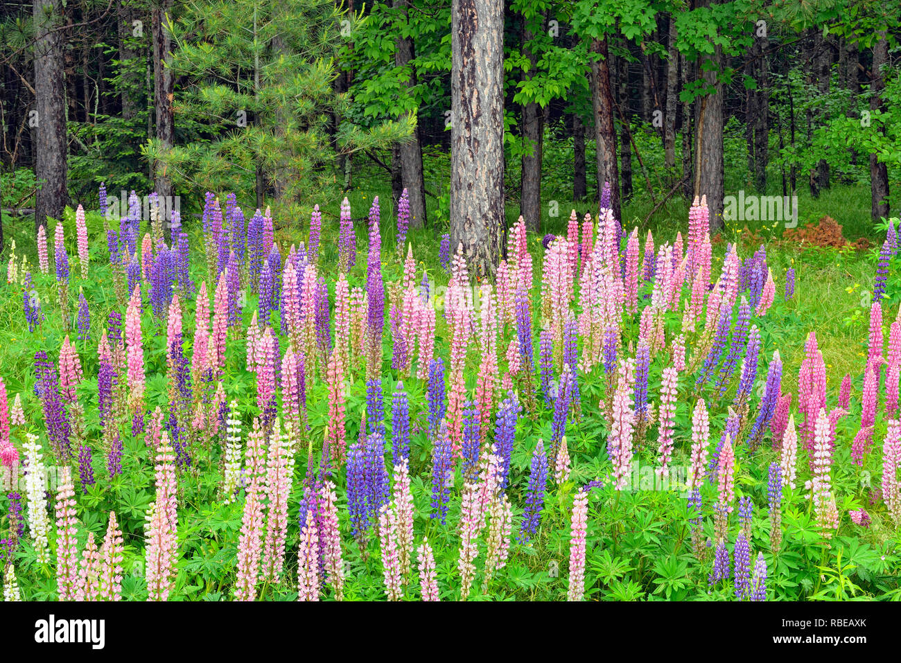 I lupini dal lato della strada, Chequamegon National Forest, Hwy 77, Wisconsin, STATI UNITI D'AMERICA Foto Stock