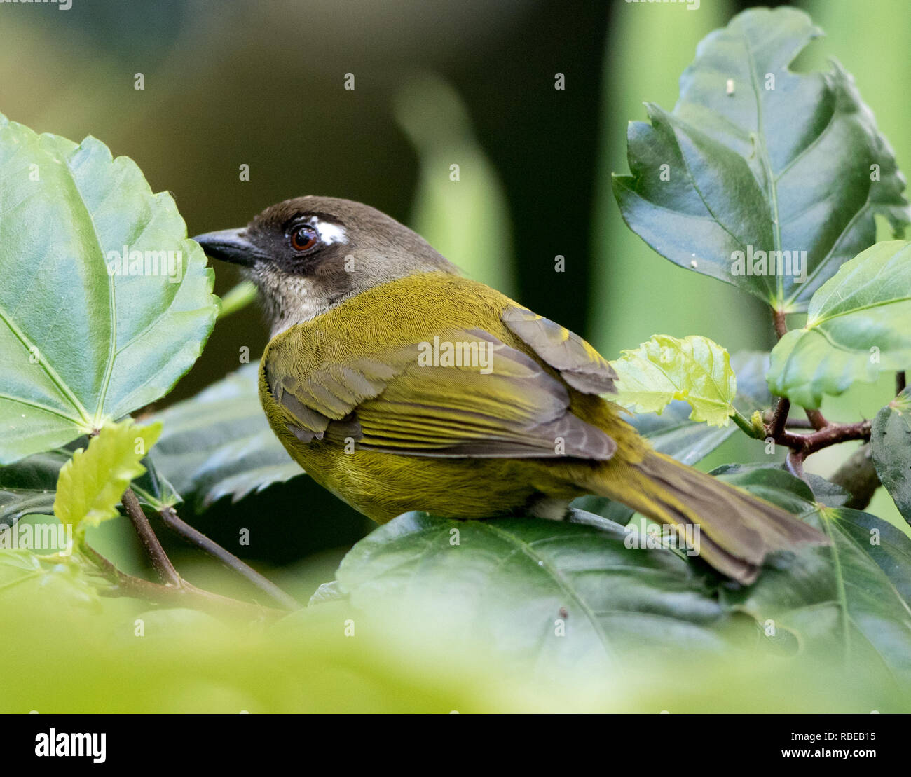 Comune Tanager Bush (Chlorospingus flavopectus) Foto Stock