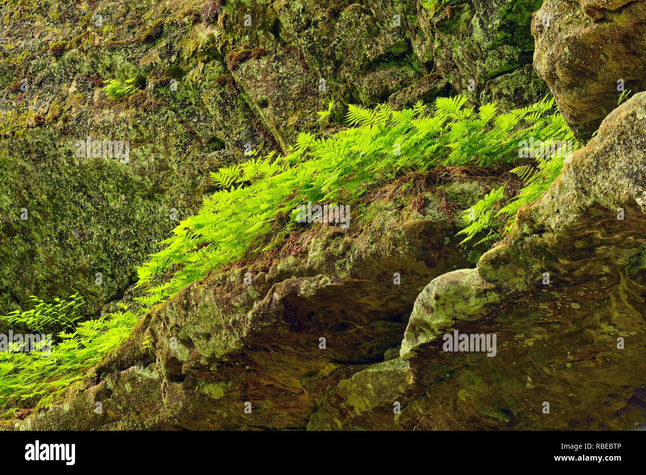 Il Legno di felci che cresce su roccia arenaria pareti in conceria Creek Canyon, Alger County, vicino Munising, Michigan, Stati Uniti d'America Foto Stock