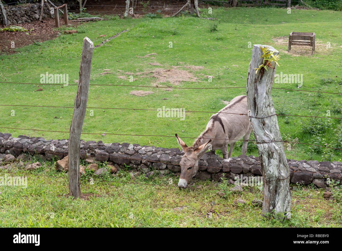 Il capitano Cook, Hawaii - un asino sul caffè Kona Storia viva Farm. Immigrato giapponese Daisaku Uchida e la sua famiglia azionata la fattoria fino al 1994, Foto Stock