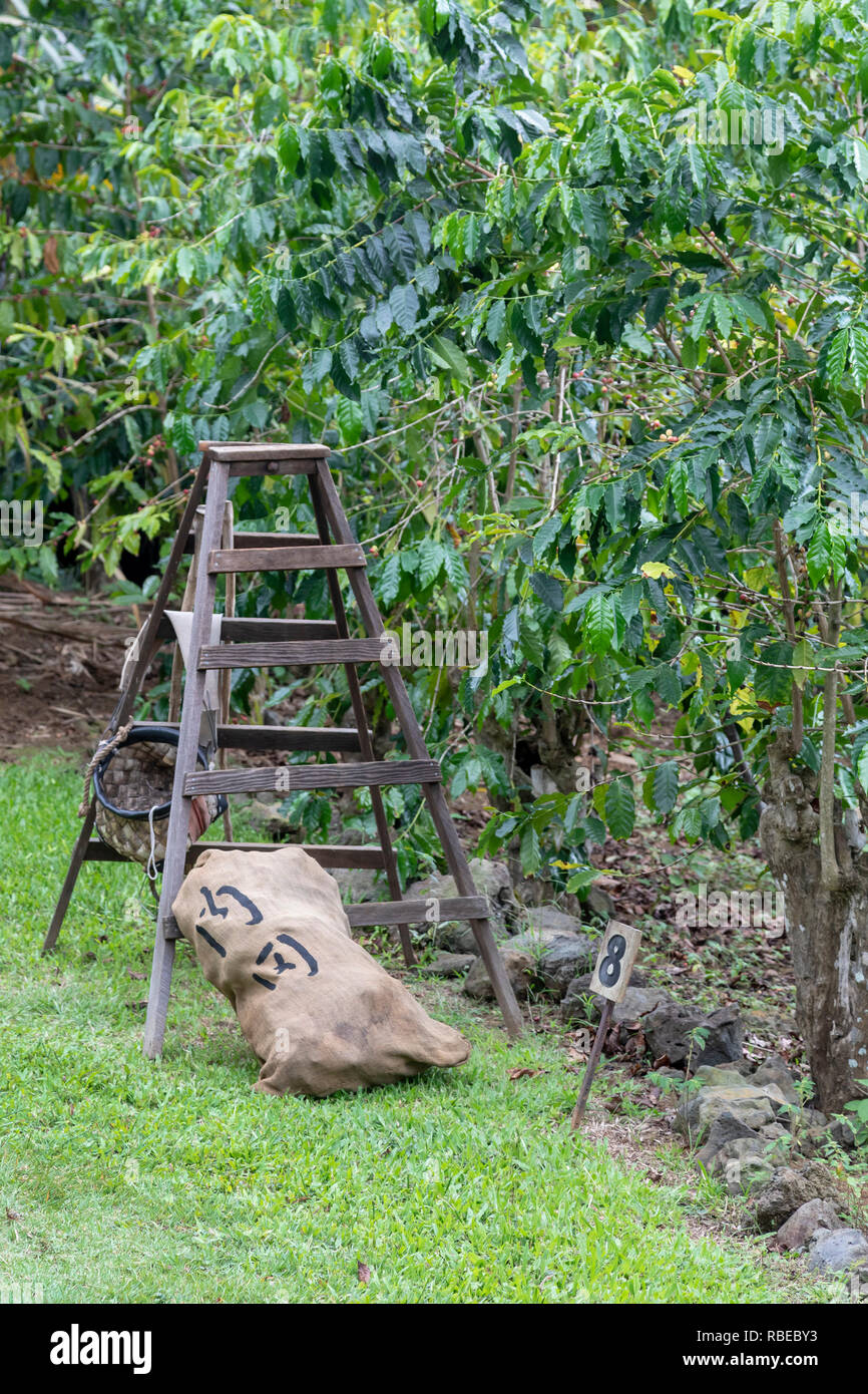 Il capitano Cook, Hawaii - una scaletta vicino ad un albero di caffè sul caffè Kona Storia viva Farm. Immigrato giapponese Daisaku Uchida e la sua famiglia funzionare Foto Stock