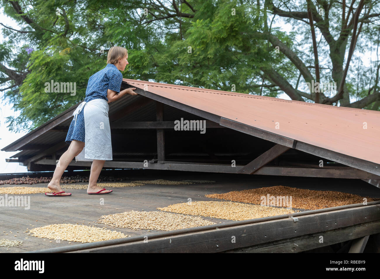 Il capitano Cook, Hawaii - Il hoshidana o piattaforma di essiccazione, al caffè Kona Storia viva Farm. Il tetto mobile consente a una sola persona per coprire il dryi Foto Stock