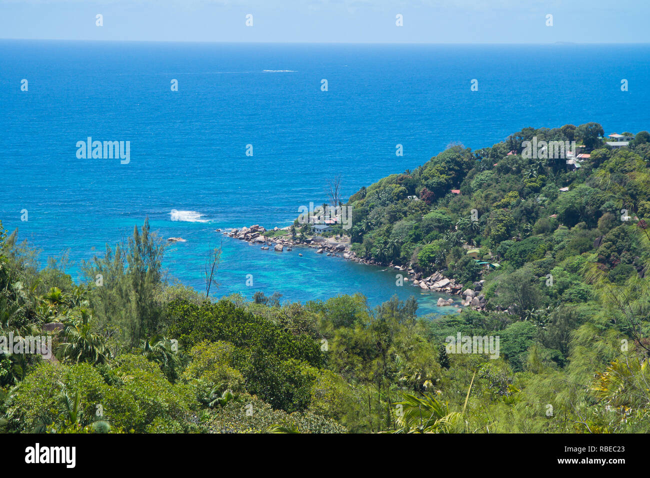 Il dado e la struttura ad albero di coco de mer, una rara specie di palme nativa per l'arcipelago delle Seychelles nell'Oceano Indiano. Foto Stock