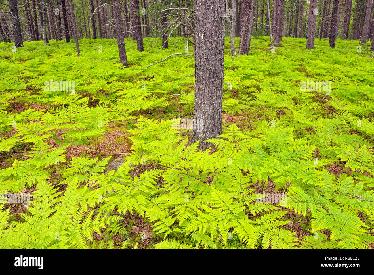 Pineta di pino silvestre con bracken felci, Pictured Rocks National Lakeshore, Michigan, Stati Uniti d'America Foto Stock