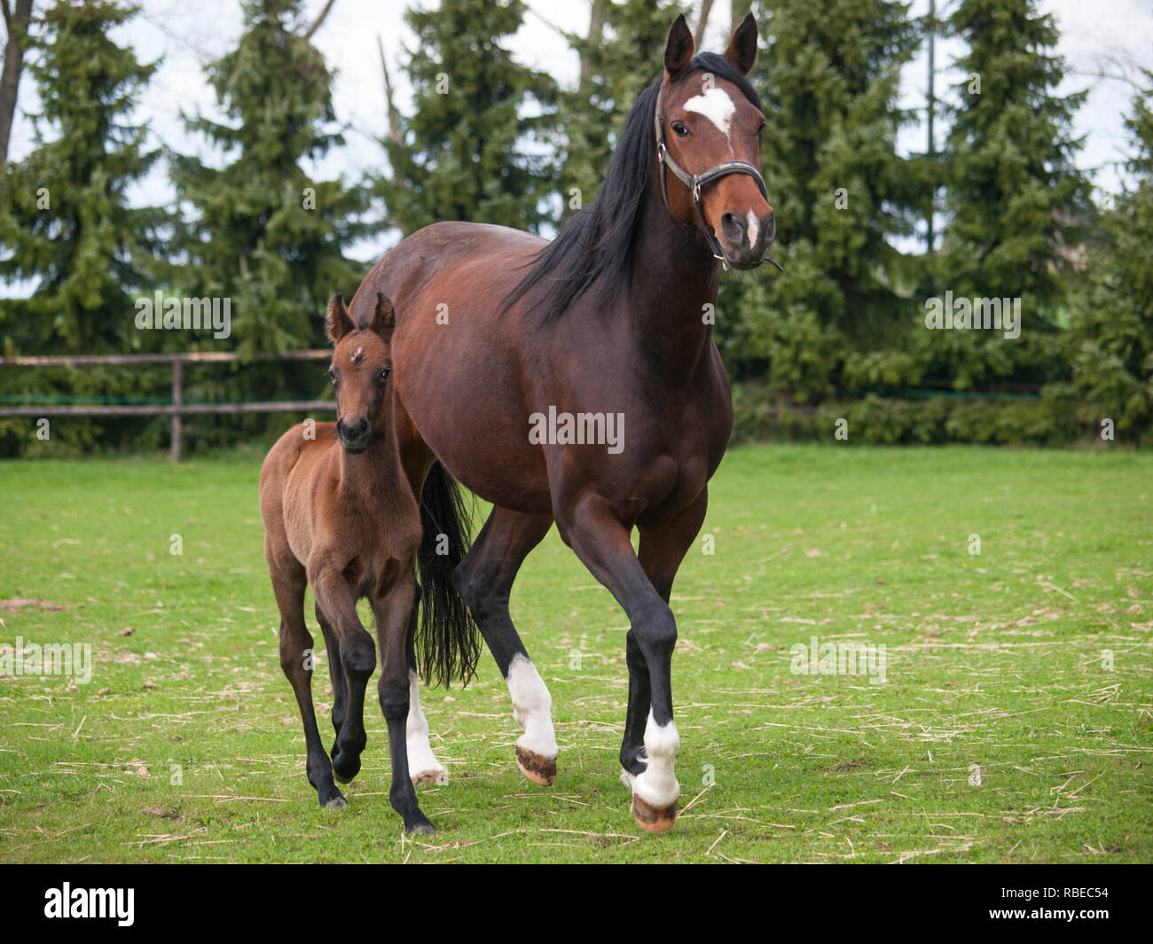 Mare e puledro di sport di cavalli sul prato Foto Stock