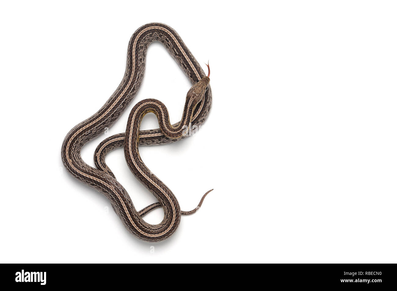 Il mais serpente isolato su sfondo bianco Foto Stock