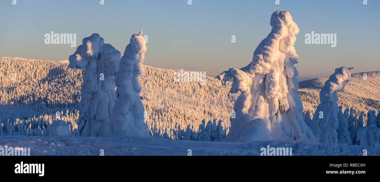 Splendido panorama invernale con coperte di neve e abeti di foresta in background a sunrise. Foto Stock