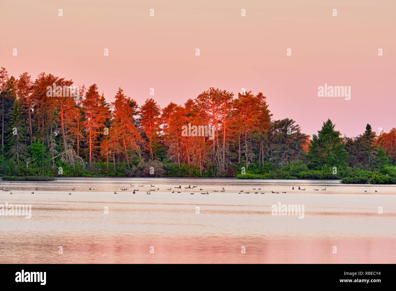 Gli uccelli acquatici nuoto in zone umide Seney all'alba a inizio estate Seney National Wildlife Refuge, Michigan, Stati Uniti d'America Foto Stock
