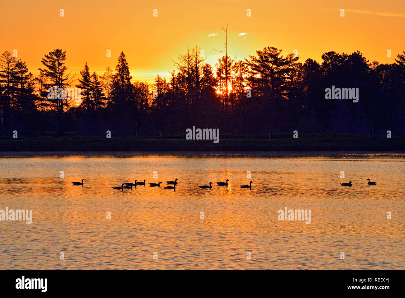 Gli uccelli acquatici nuoto in zone umide Seney all'alba a inizio estate Seney National Wildlife Refuge, Michigan, Stati Uniti d'America Foto Stock