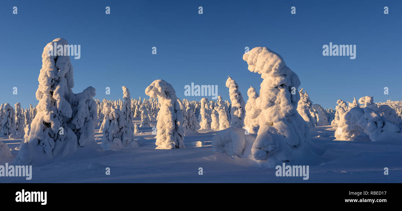 Splendido panorama invernale con coperte di neve e abeti di foresta in background a sunrise. Foto Stock