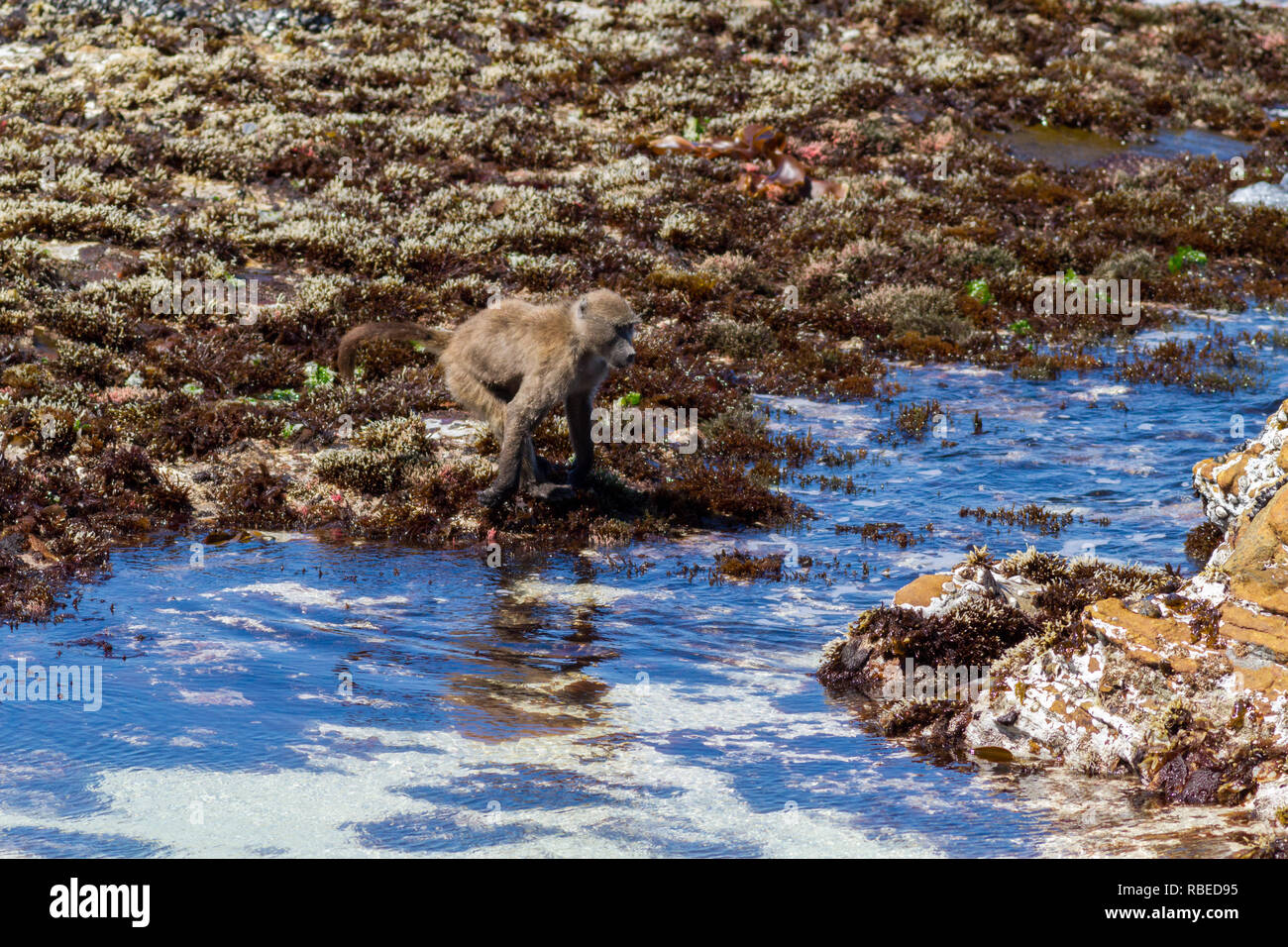 Serie di colpi mostrando un babbuino del capo di saltare attraverso un tratto di mare sulla spiaggia, Cape Peninsula, Sud Africa Foto Stock