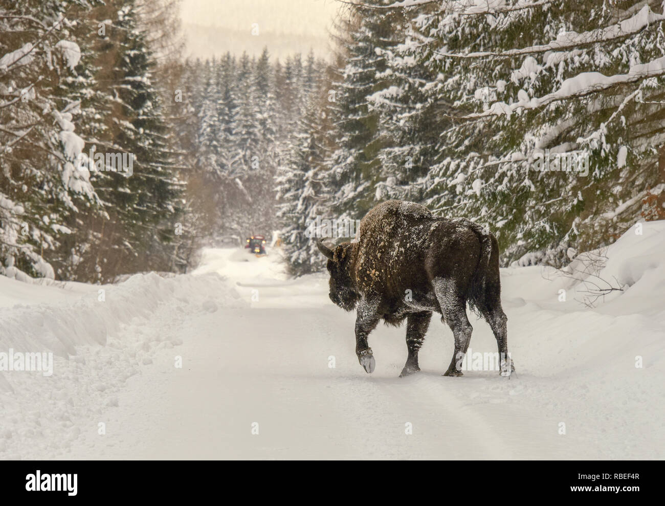 Un grande maschio wisent (Bison bonasus) attraversa tramite la strada innevata che viene cancellato lontano da snowplugh in sfondi, monti Bieszczady, Polonia Foto Stock