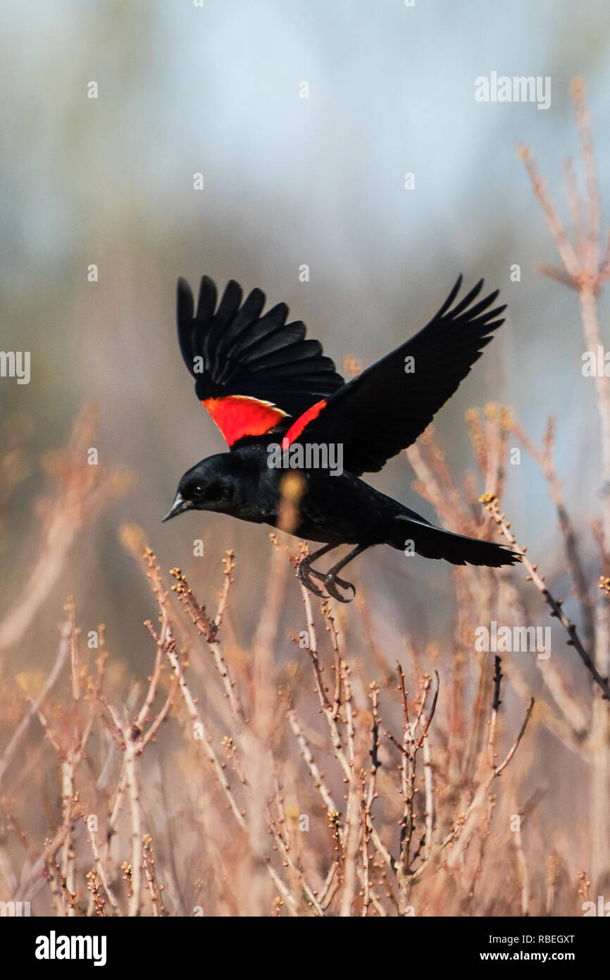 Maschio rosso-winged blackbird flightin primavera Foto Stock