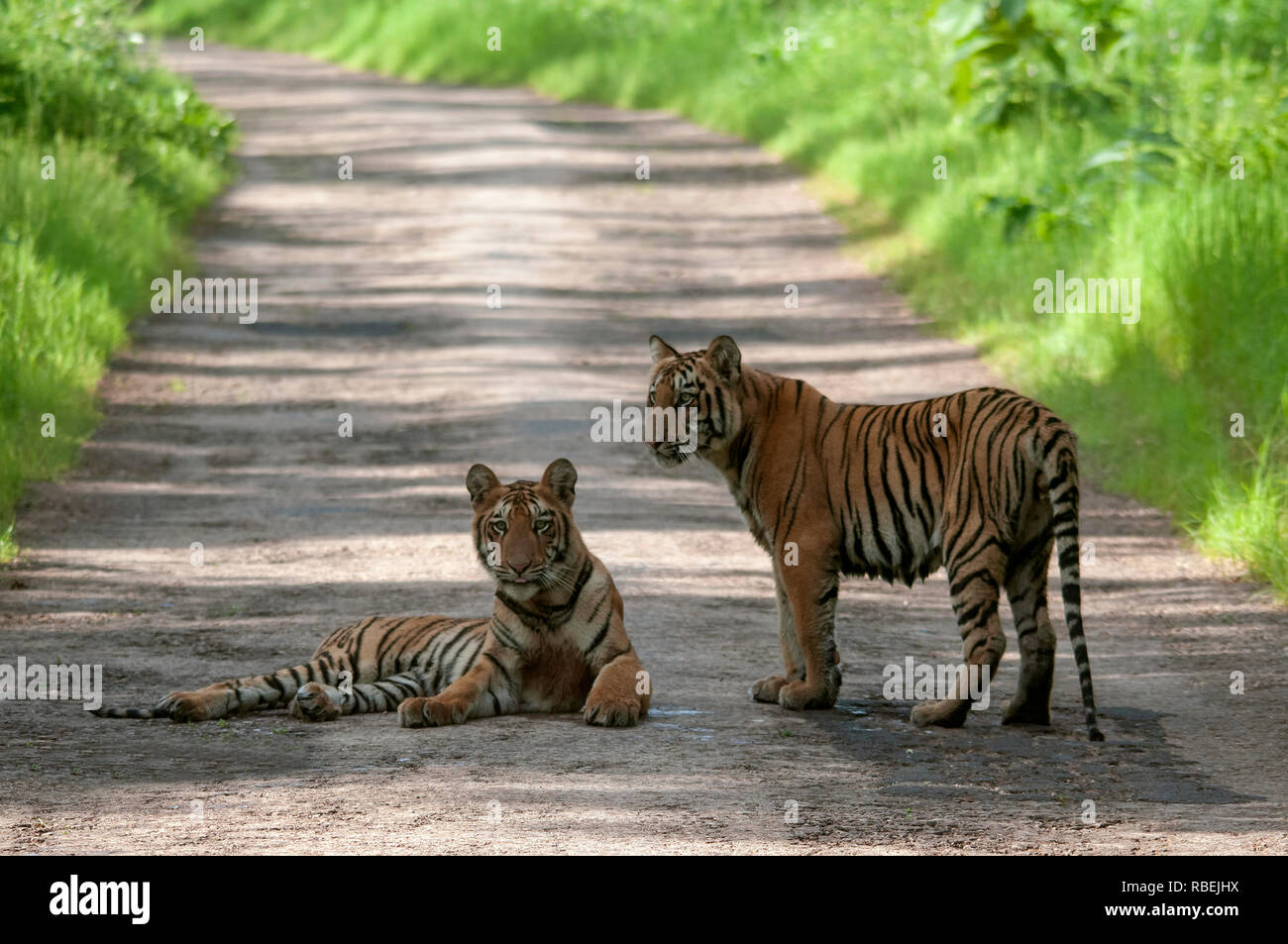 Cuccioli di tigre sulla strada a Tadoba, Chandrapur, Maharashtra, India Foto Stock