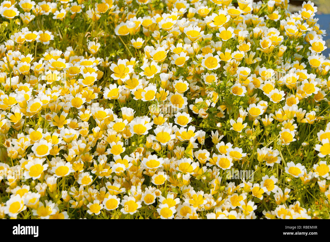 Limnanthes douglasii o Uovo affogato di crescita della pianta in giardino nel West Sussex, Regno Unito Foto Stock