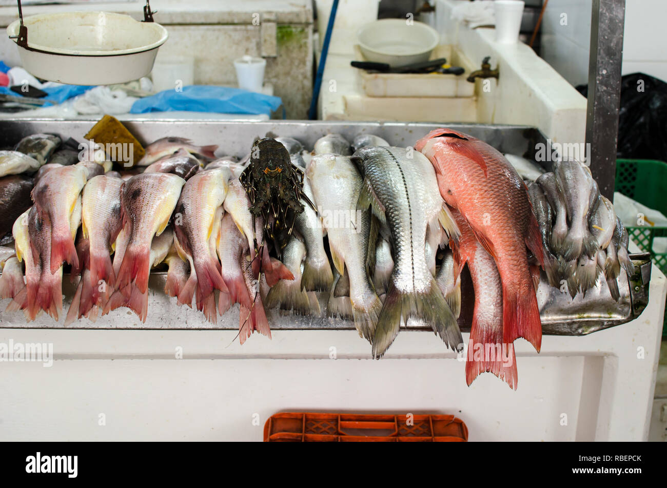 Pressione di stallo wifh un vairety dei pesci in vendita presso la Città di Panama Mercato di frutti di mare Foto Stock