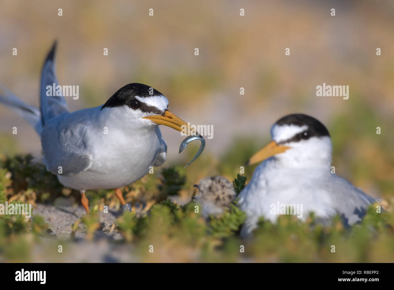 Fraticello (Sternula albifrons / Sterna albifrons) alimentazione di cicerello pesce a pulcini sul nido nelle dune in tarda primavera / estate Foto Stock
