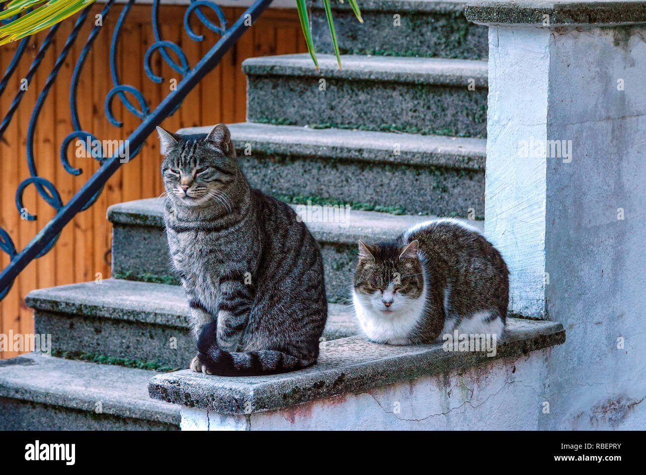 Grigio a due gatti di fattoria seduto su una parete, in attesa di essere alimentato, Foto Stock