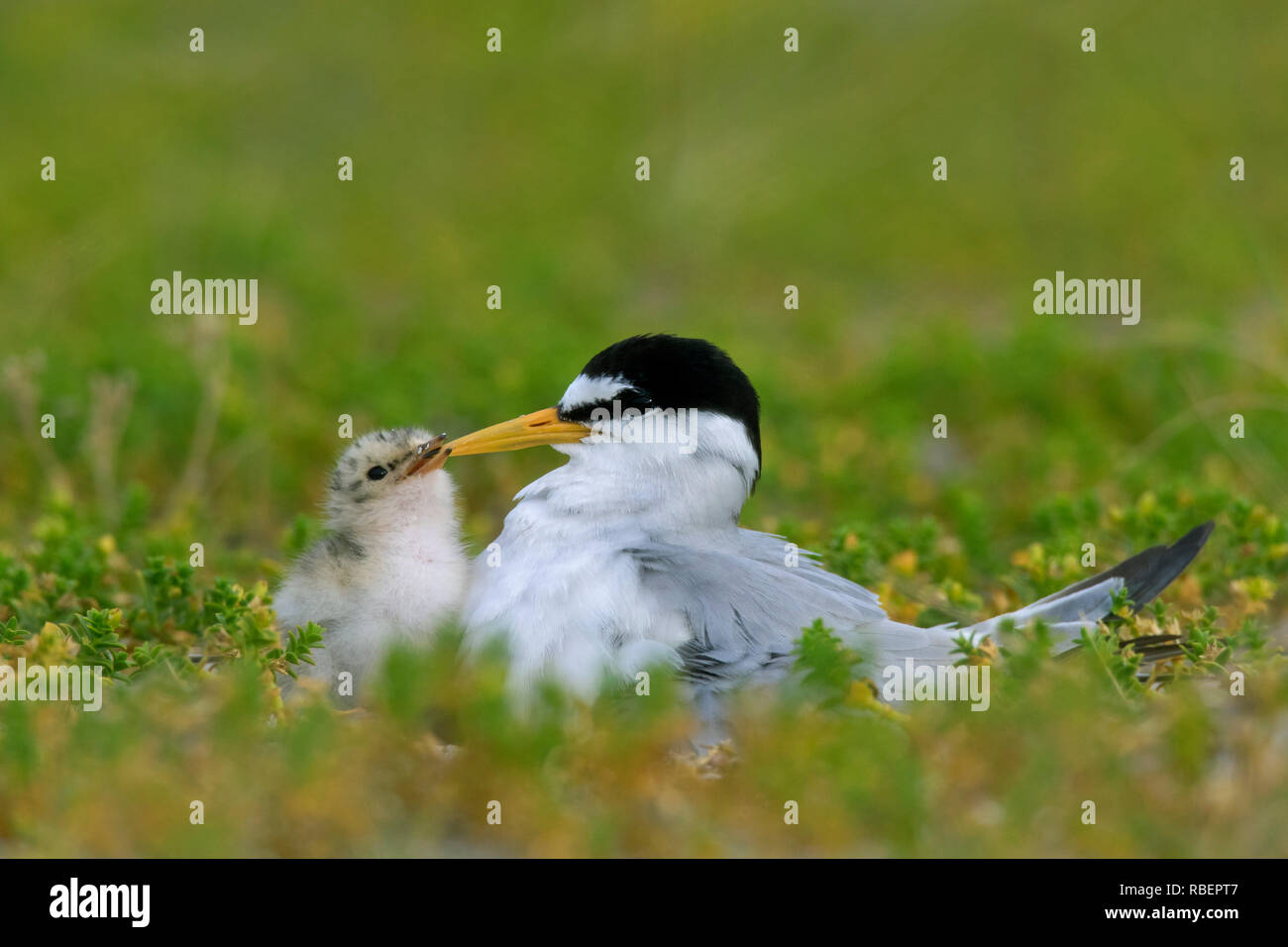 Fraticello (Sternula albifrons / Sterna albifrons) con ceci su nido in saltmarsh in tarda primavera / estate Foto Stock