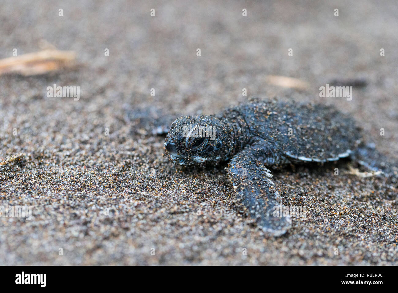 Green sea turtle hatchling facendo per il mare dei Caraibi, il Parco Nazionale di Tortuguero, Costa Rica Foto Stock