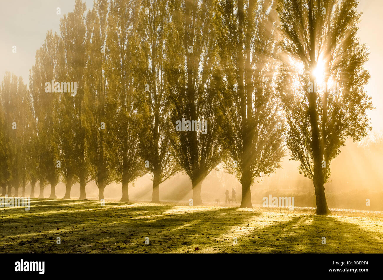 Sunrise attraverso la nebbia e pioppi cipressini, Burnaby Lago Parco Regionale, Burnaby, British Columbia, Canada Foto Stock