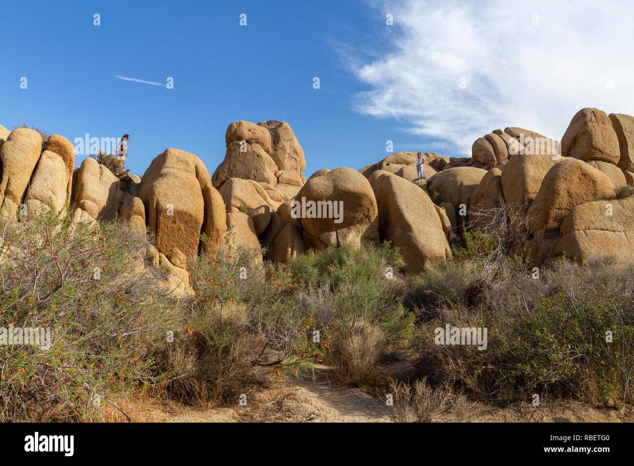 Le formazioni rocciose del cranio Rock area del Parco nazionale di Joshua Tree, California, Stati Uniti. Foto Stock