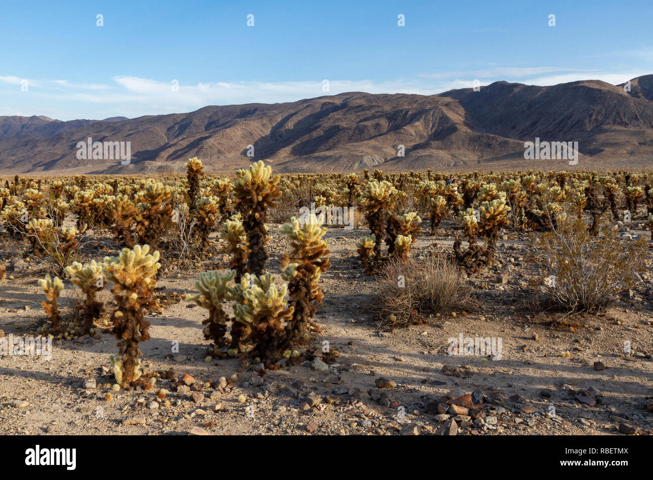 Il Cholla Cactus (Cylindropuntia fulgida) giardino, Joshua Tree National Park, California, Stati Uniti. Foto Stock