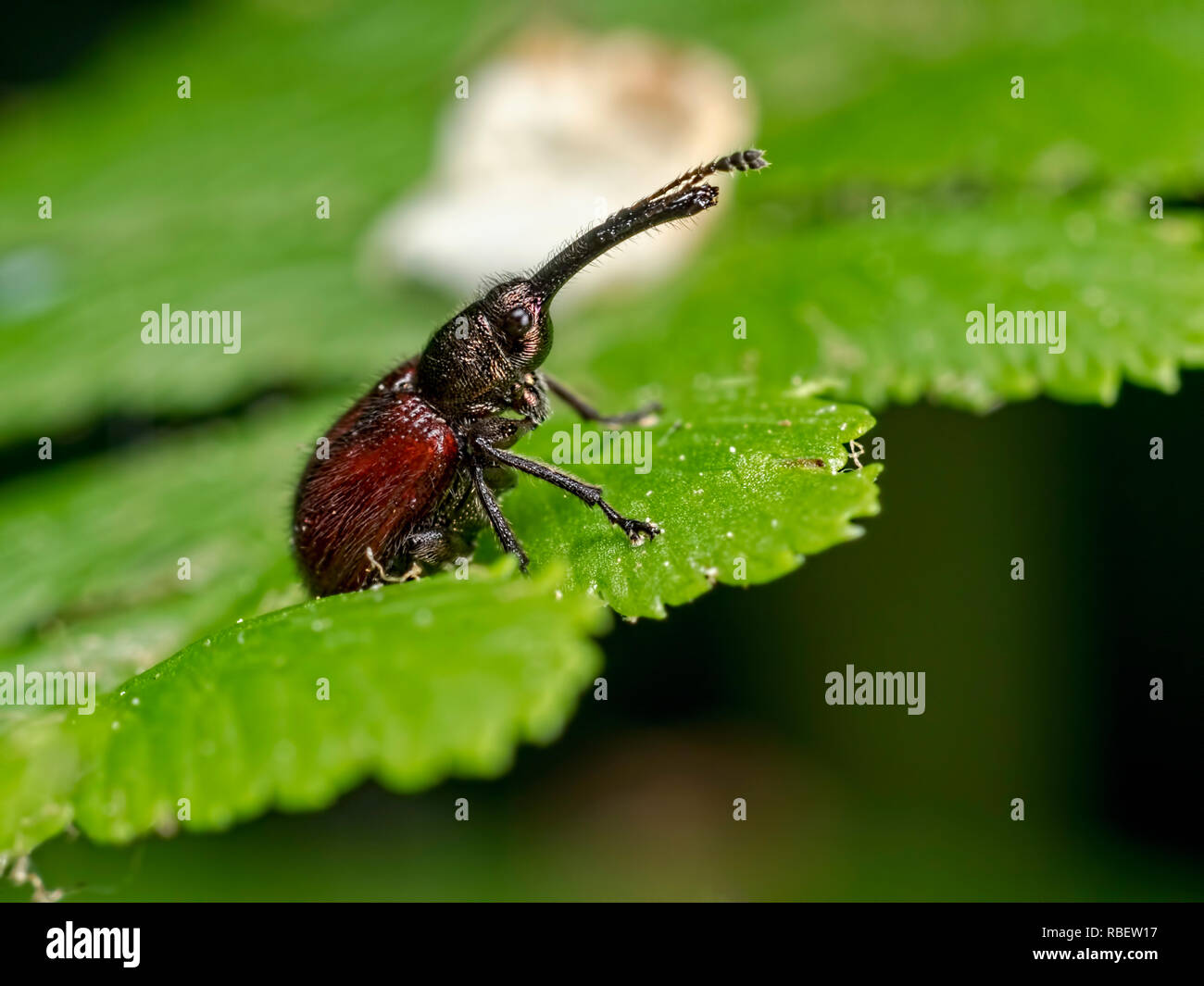 Una foglia-curculione di laminazione (Byctiscus populi) trovata a Blashford laghi riserva naturale in Hampshire Foto Stock