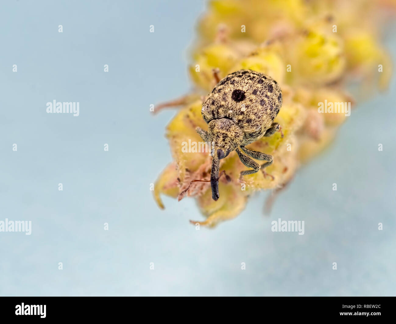 Un close-up foto del minuscolo Cionus hortulanus curculione trovato alla Blashford laghi riserva naturale in Hampshire. Foto Stock