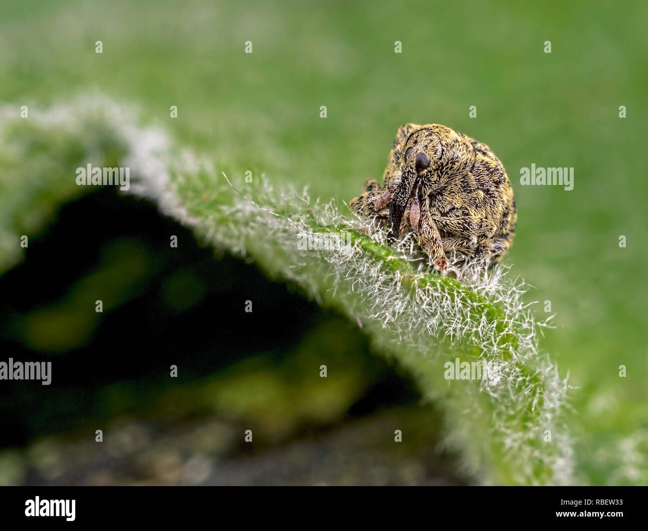 Un Cionus hortulanus curculione seduto sul bordo di una foglia in Blashford laghi riserva naturale. Foto Stock