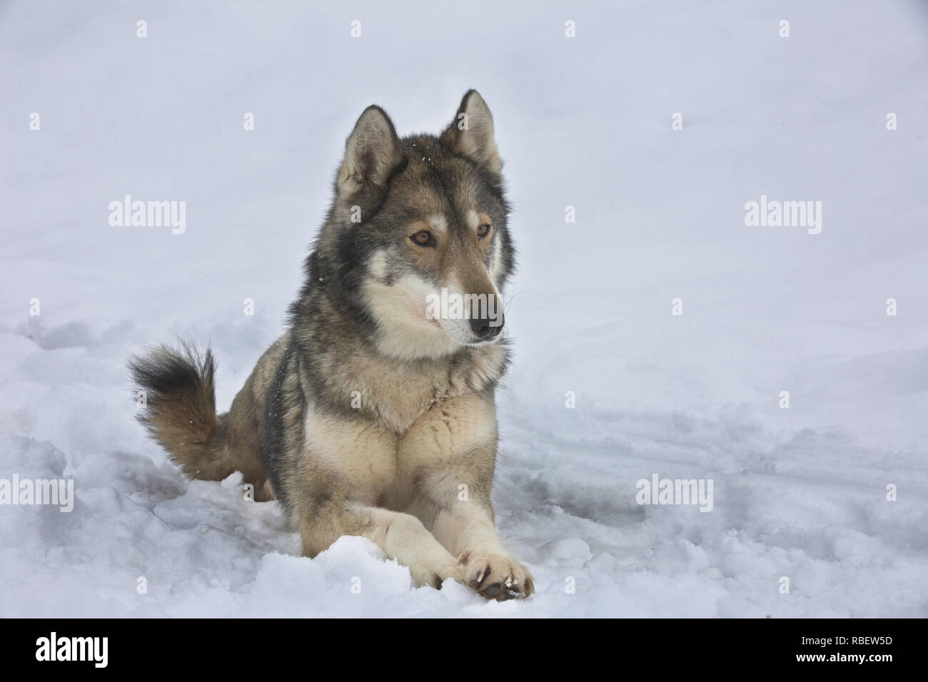 Uno di Sled Dog riposa dopo gara Foto Stock