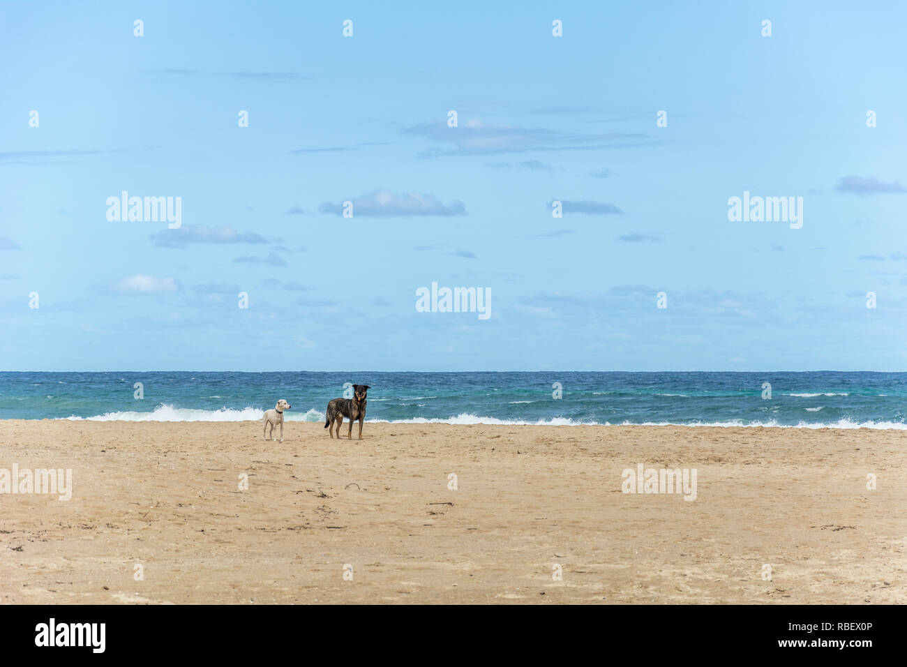 2018, ottobre. Florianópolis, Brasile. Due cani, uno bianco e uno nero e uno presso la spiaggia di Campeche, in Florianopolis, Brasile. Foto Stock