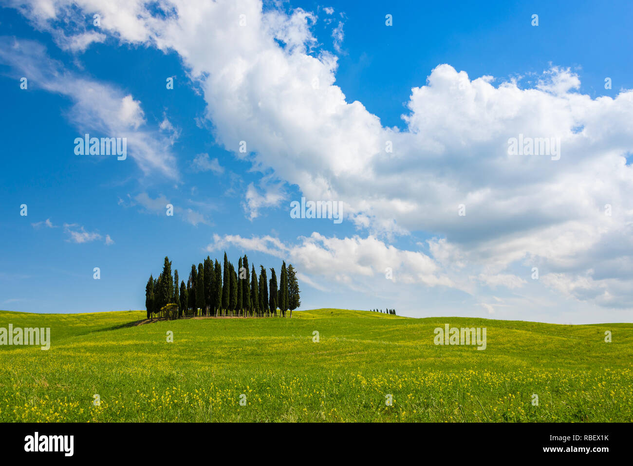 Torrenieri cipresso foresta con fiori gialli nei pressi di San Quirico d'Orcia sotto un cielo blu con nuvole puffy su una bella giornata di primavera in Toscana. Foto Stock
