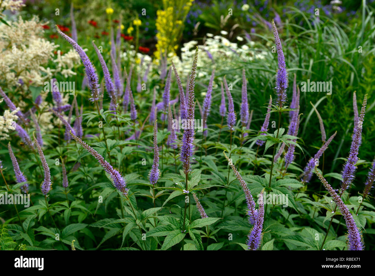 Veronicastrum virginicum fascino,Culver radice,lilla,blu pallido,fiori,fioritura,steli rosso, rosso derivava,RM Floral Foto Stock
